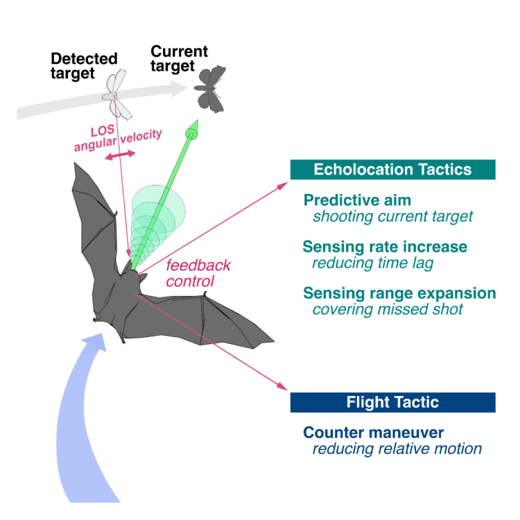 Research News: Target tracking strategy in bats: integration of ...